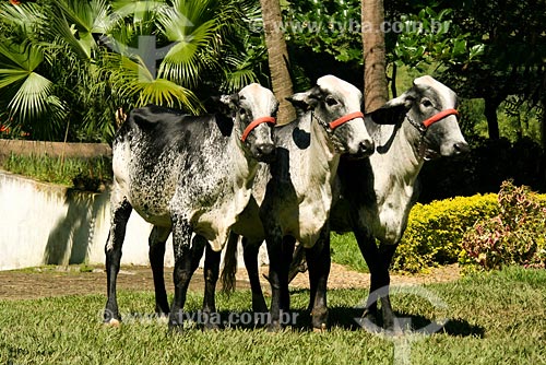  Subject: Cattle / Place: Volta Redonda region - Rio de Janeiro state / Date: 05/2008 