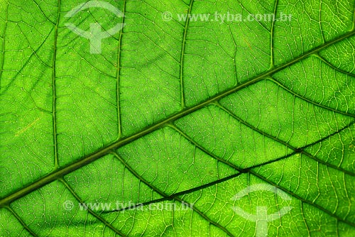 Subject: Leaf close-up 