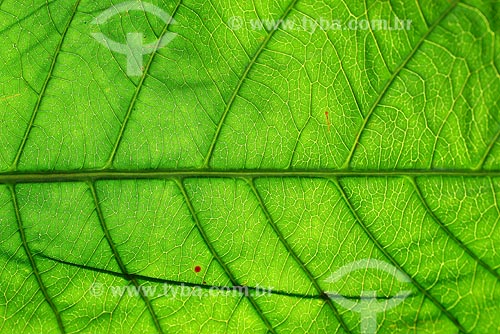  Subject: Leaf close-up 