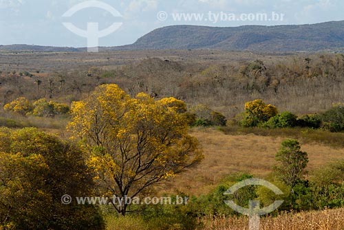  Subject: Typical Caatinga ecosystem landscape in Sao Jose da Tapera / Place: Alagoas state interior / Date: 11/2007 