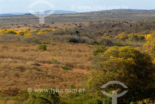  Subject: Typical Caatinga ecosystem landscape in Sao Jose da Tapera / Place: Alagoas state interior / Date: 11/2007 