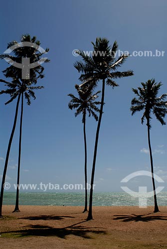  Subject: Jatiuba beach / Place: Maceio city - Alagoas state / Date: 11/2007 