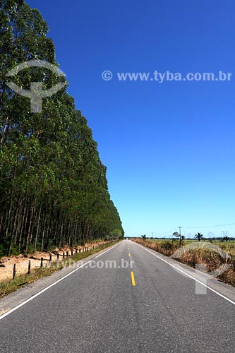  Subject: Eucaliptus plantation at road between Vila Nova dos Martirios  and Sao Pedro da Agua Branca / Place: Maranhao state / Date: 08/2008 