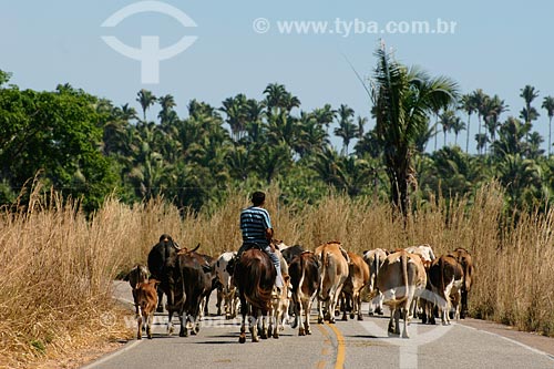  Subject: Cattle at road between Vila Nova dos Martirios  and Sao Pedro da Agua Branca / Place: Maranhao state / Date: 08/2008 