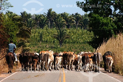  Subject: Cattle at road between Vila Nova dos Martirios  and Sao Pedro da Agua Branca / Place: Maranhao state / Date: 08/2008 