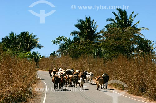  Subject: Cattle at road between Vila Nova dos Martirios  and Sao Pedro da Agua Branca / Place: Maranhao state / Date: 08/2008 