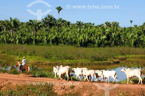  Assunto: Cattle herd on dirt road / Place: Tufilandia region - Maranhao state / Date: 08/2008 