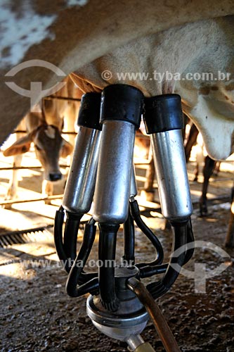  Subject: Milk cows, mechanical milking / Place: Vila Nova dos Martirios municipal district - Maranhao state / Date: 08/2008 