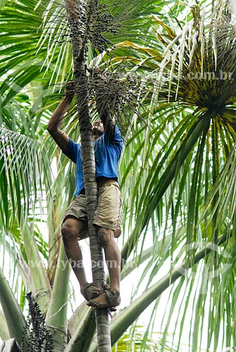  Subject: Man picking up Açai fruit, Multirao Project / Place: Iguarape-Mirim region - Para state / Date: 02/2008 