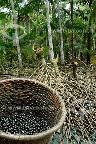  Subject: Basket with Açai fruit, Multirao Project / Place: Iguarape-Mirim region - Para state / Date: 02/2008 