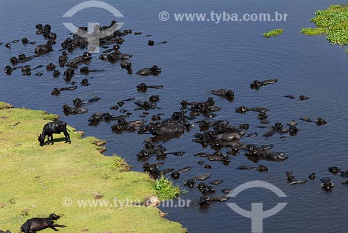  Subject: Buffalos / Place: Barra da Tijuca neighbourhood - Rio de Janeiro city - Rio de Janeiro state / Date: 02/2008 