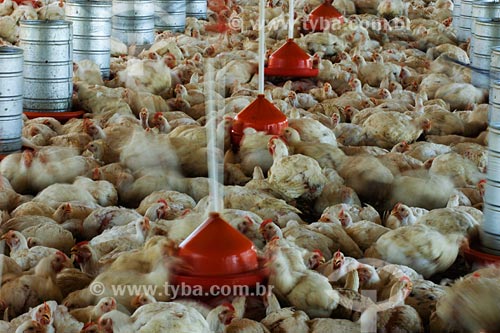  Subject: Battery chickens on chicken farm / Place: Itapecuru-Mirim region - Maranhao state / Date: 08/2008 