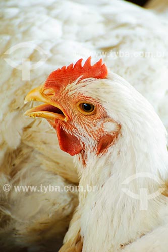  Subject: Battery chickens on chicken farm / Place: Itapecuru-Mirim region - Maranhao state / Date: 08/2008 