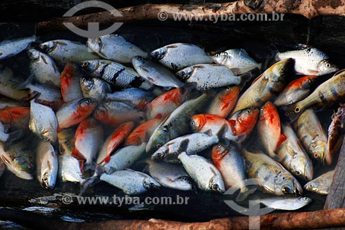  Subject: Fishery of Pindare river / Place: Pindare-Mirim town - Maranhao state / Date: 08/2008 