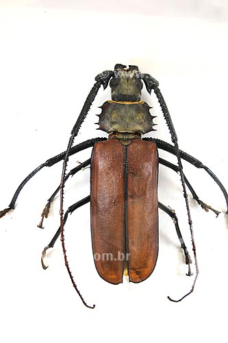  Subject: Beetle - Culture House Foundation / Place: Maraba town - Para state / Date: 08/2008  