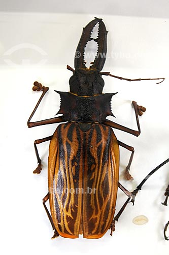  Subject: Beetle - Culture House Foundation / Place: Maraba town - Para state / Date: 08/2008  