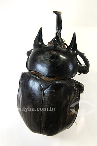  Subject: Beetle - Culture House Foundation / Place: Maraba town - Para state / Date: 08/2008  