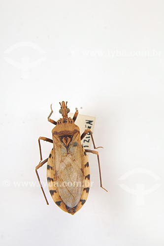  Subject: Insect (carrier of hte chagas disease) - Culture House Foundation / Place: Maraba town - Para state / Date: 08/2008 