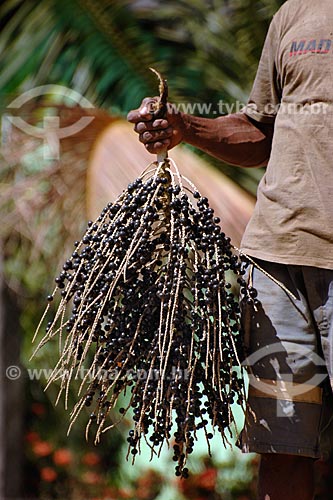  Subject: Man holding bunch of açai fruit / Place: Recanto dos Colibris - Palmares 1 village - Parauapebas region - Maranhao state / Date: 08/2008 