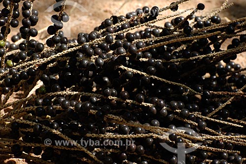 Subject: Açai bunch / Place: Recanto dos Colibris - Palmares 1 village - Parauapebas region - Maranhao state / Date: 08/2008 