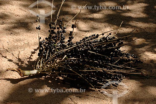  Subject: Açai bunch / Place: Recanto dos Colibris - Palmares 1 village - Parauapebas region - Maranhao state / Date: 08/2008 