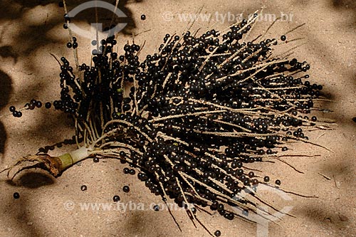 Subject: Açai bunch / Place: Recanto dos Colibris - Palmares 1 village - Parauapebas region - Maranhao state / Date: 08/2008 