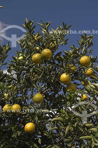  Subject: Orange plantation / Place: Itirapina Region - Sao Paulo State / Date: 06/2006 