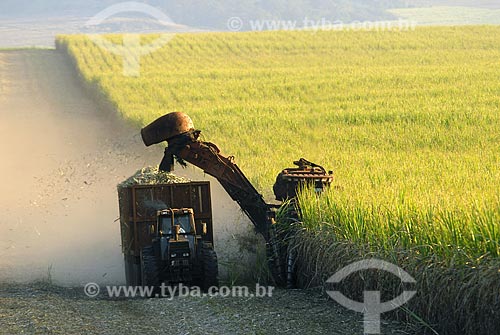  Subject: Mechanized cane harvest / Place: Serrana City - Sao Paulo State - Brazil / Date: 07/20/2006 