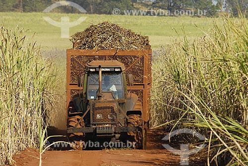  Subject: Mechanized cane harvest / Place: Serrana City - Sao Paulo State - Brazil / Date: 07/20/2006 