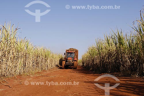  Subject: Mechanized cane harvest / Place: Serrana City - Sao Paulo State - Brazil / Date: 07/20/2006 