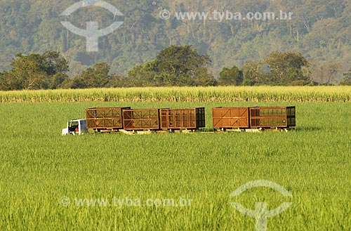  Subject: Mechanized cane harvest / Place: Serrana City - Sao Paulo State - Brazil / Date: 07/20/2006 