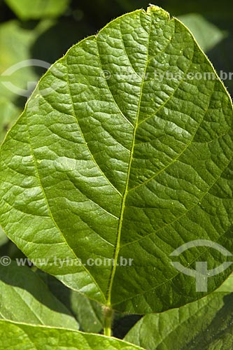  Subject: Soybean leave / Place: Cascavel City - Parana State - Brazil / Date: 02/08/2007 