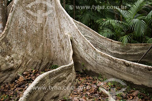  Subject: Samauma tree (Ceiba pentranda), considered 