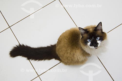  Subject: Cat at Home / Place: Sao Paulo City - Sao Paulo State / Date: 09/2008 