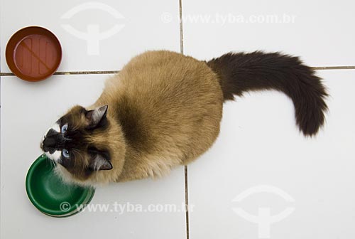  Subject: Cat at Home / Place: Sao Paulo City - Sao Paulo State / Date: 09/2008 