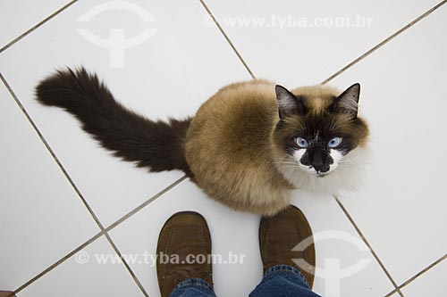  Subject: Cat at Home / Place: Sao Paulo City - Sao Paulo State / Date: 09/2008 