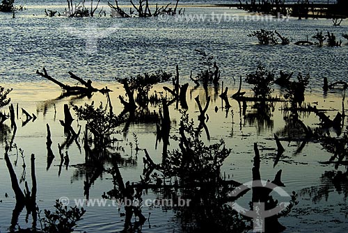  Subject: Mangrove at Bercario das Garcas / Place: Cabo Frio city - Costa do Sol (Sun Coast) - Rio de Janeiro state - Brazil / Date: 06/22/2007 