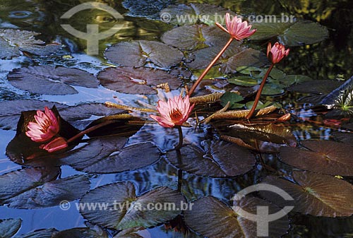  Subject: Aquatic plant - Botanical Garden /  Place: Rio de Janeiro City - Rio de Janeiro State - Brazil /  Date: 1994 