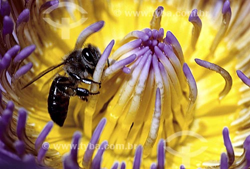  Subject: Detail of insect in flower - Botanical Garden /  Place: Rio de Janeiro City - Rio de Janeiro State - Brazil /  Date: 1994 