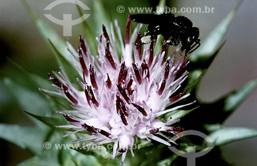  Subject: Detail of insect in flower - Botanical Garden /  Place: Rio de Janeiro City - Rio de Janeiro State - Brazil /  Date: 1994 