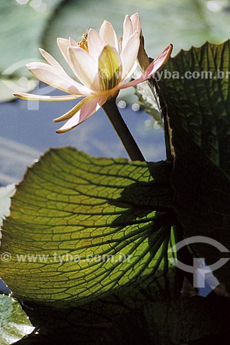  Subject: Aquatic Plant - Botanical Garden /  Place: Rio de Janeiro City - Rio de Janeiro State - Brazil /  Date: 1994 