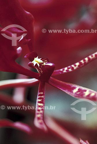  Subject: Detail of flower - Botanical Garden /  Place: Rio de Janeiro City - Rio de Janeiro State - Brazil /  Date: 1994 