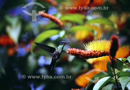  Subject: Hummingbird - Botanical Garden /  Place: Rio de Janeiro City - Rio de Janeiro State - Brazil /  Date: 1994 