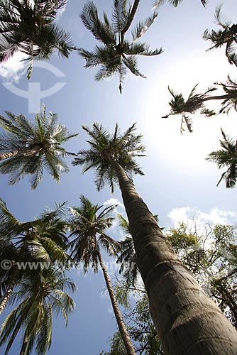  Subject: Coconut Palm - Meireles Beach / Place: Fortaleza City - Ceara State - Brazil / Date: January 2009 