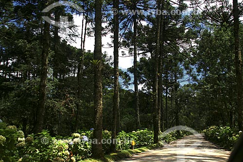  Subject: Trail to Fall - Campos do Jordao State Park / Place: Campos do Jordao City - Sao Paulo State - Brazil / Date: march 2009 