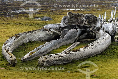  Subject: Young whale bones mounted by Jacques Custeau, next to Comandante Ferraz Brazilian Antarctic Base / Place: Antarctic Peninsula / Date: 11/2008 