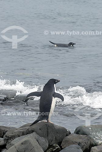  Subject: Adelie Penguin, Admiralty Bay / Place: Antarctic Peninsula / Date: 11/2008 