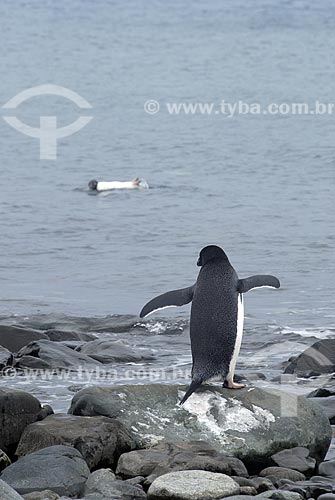  Subject: Adelie Penguin, Admiralty Bay / Place: Antarctic Peninsula / Date: 11/2008 