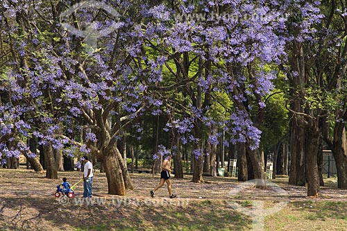  Subject: Flowered Jacaranda in Ibirapuera Park / Place: Ibirapuera - Sao Paulo city - Sao Paulo state - Brazil / Date: October 2007 