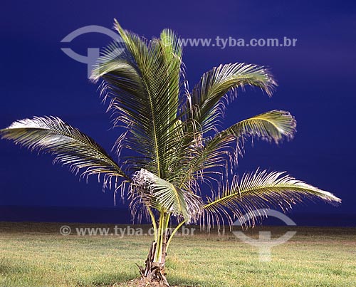  Subject: Coconut tree in Barra de Sao Joao beach / Place: Casimiro de Abreu city - Rio de Janeiro state - Brazil / Date: November 2007 